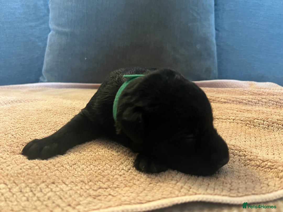 Mixed Breed dogs for sale: 3/4 lab 1/4 collie puppies  in Whitby - Image 18