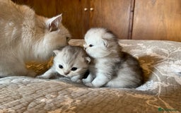 Persian cats for sale: Doll faced Persian kittens - Image 13