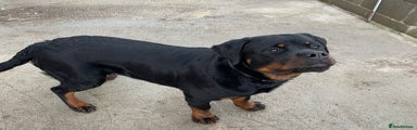 Rottweiler Puppy 1