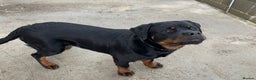 Rottweiler dogs for sale: Beautiful big 8 month old rotweiler  - Advert 3