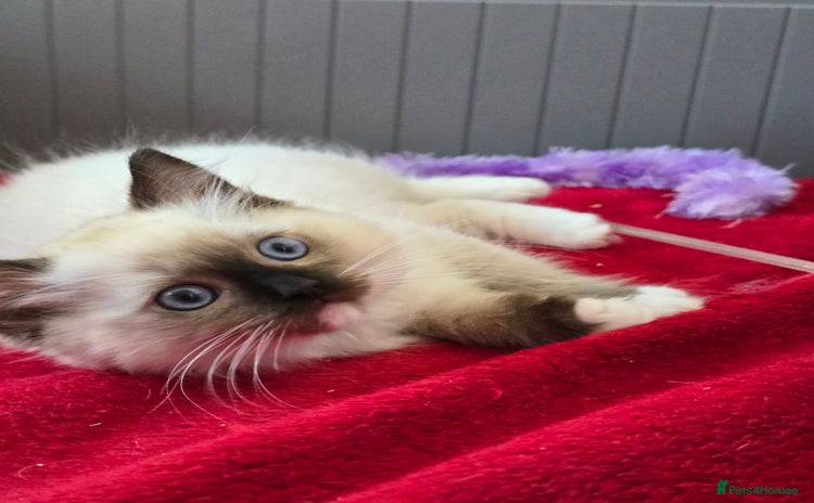 Ragdoll cats - Advert 15