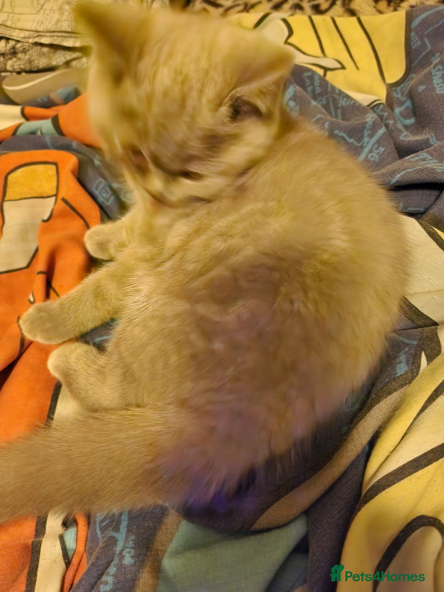 British Shorthair cats Hurry only one cream girl left   - Advert 1
