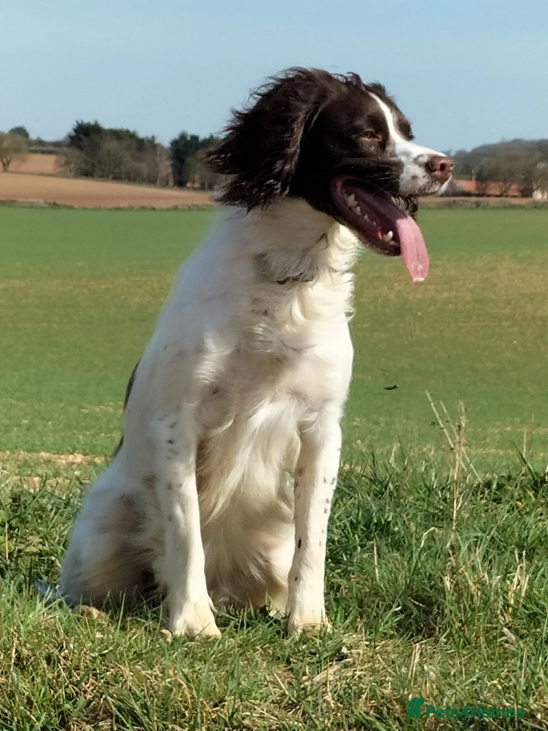 English Springer Spaniel dogs for sale: English springer spaniel pups in Sleaford - Advert 1