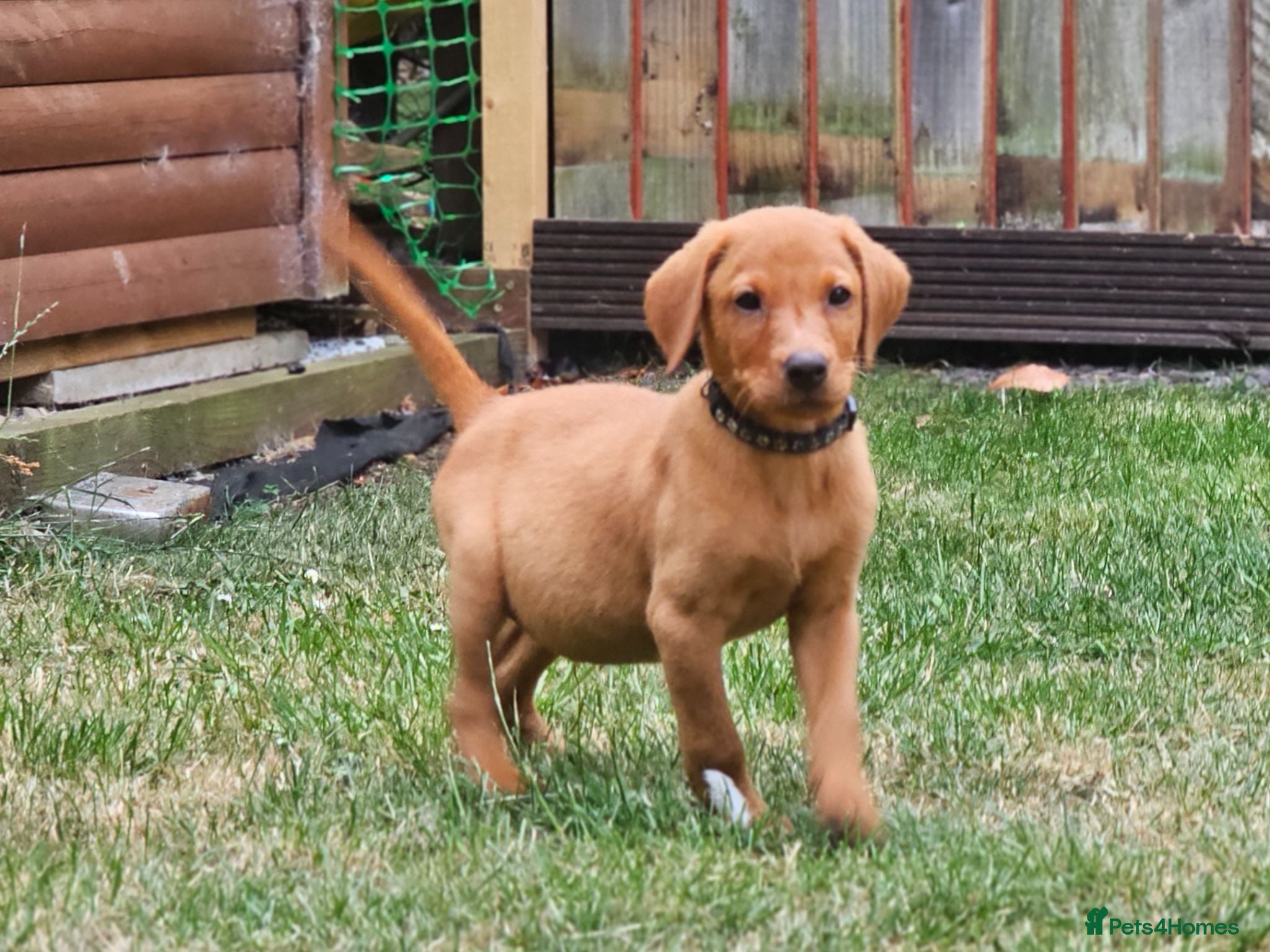 Labrador Retriever dogs **Reduced** Dark Fox Red Puppy. - Advert 1