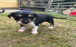 Mixed Breed dogs for sale: collie x Huntaway  pups one boy left  - Image 14