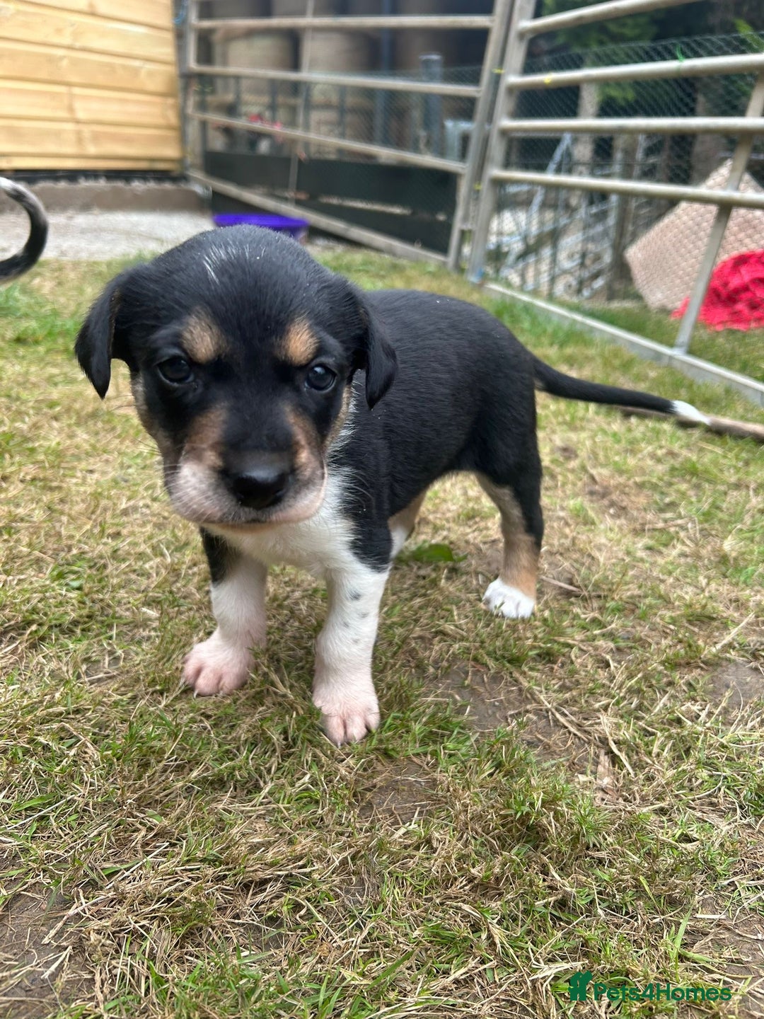 Mixed Breed dogs for sale: collie x Huntaway  pups one boy left  - Image 14