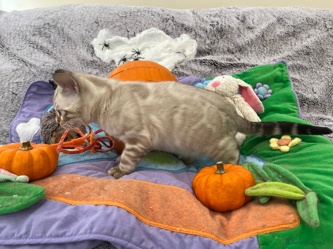 Bengal cats for sale: OUTSTANDING TICA reg BENGAL KITTENS - Image 8