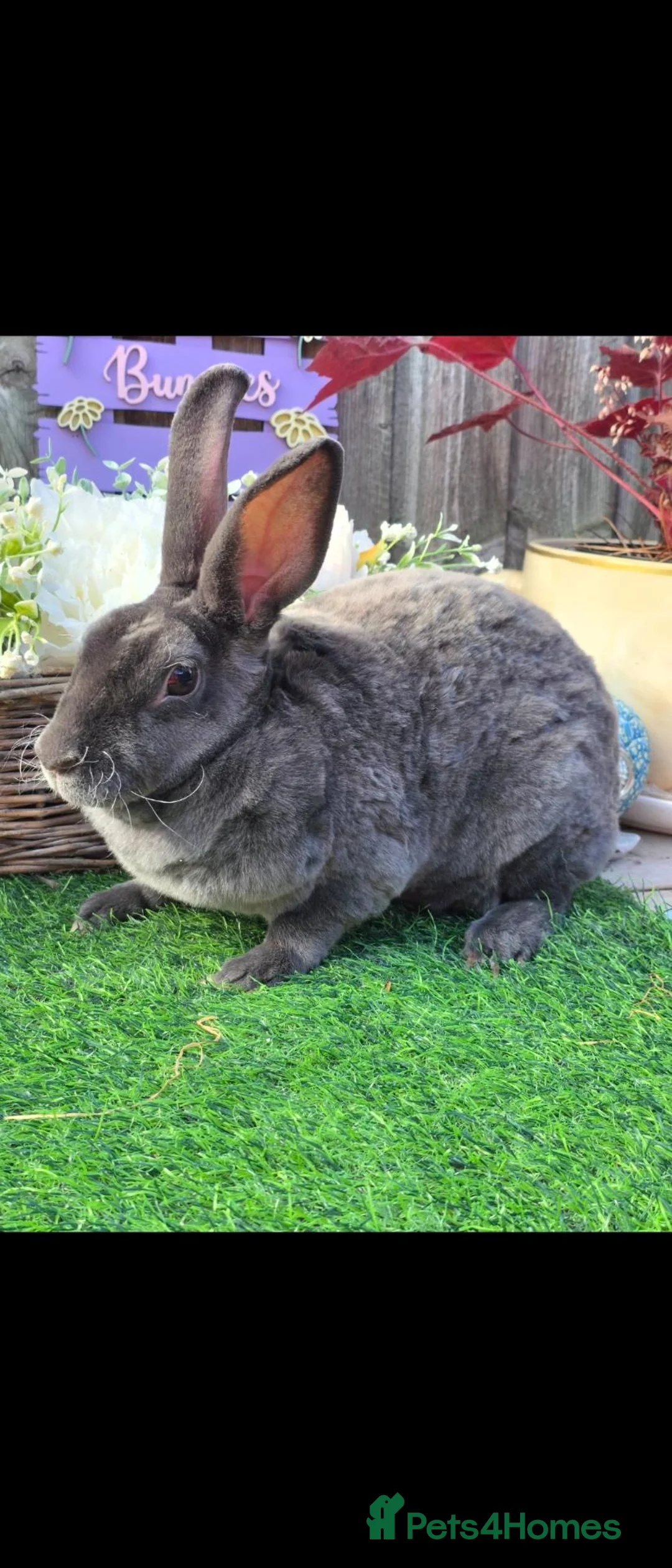 Rex rabbits for sale: Adult mini rex doe's available.  - Advert 1