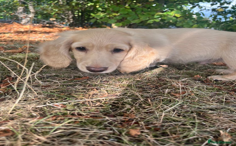 Miniature Dachshund dogs - Advert 6