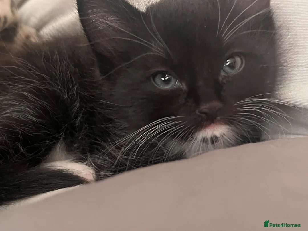 Mixed Breed cats for sale: 4 beautiful kittens looking for a loving home in Bromsgrove - Advert 12