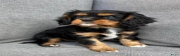 Cavalier King Charles Spaniel dogs for sale: Cavalier king Charles puppies - Advert 3