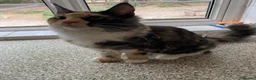Maine Coon cats for sale: Maine Coon Kitten - Advert 2