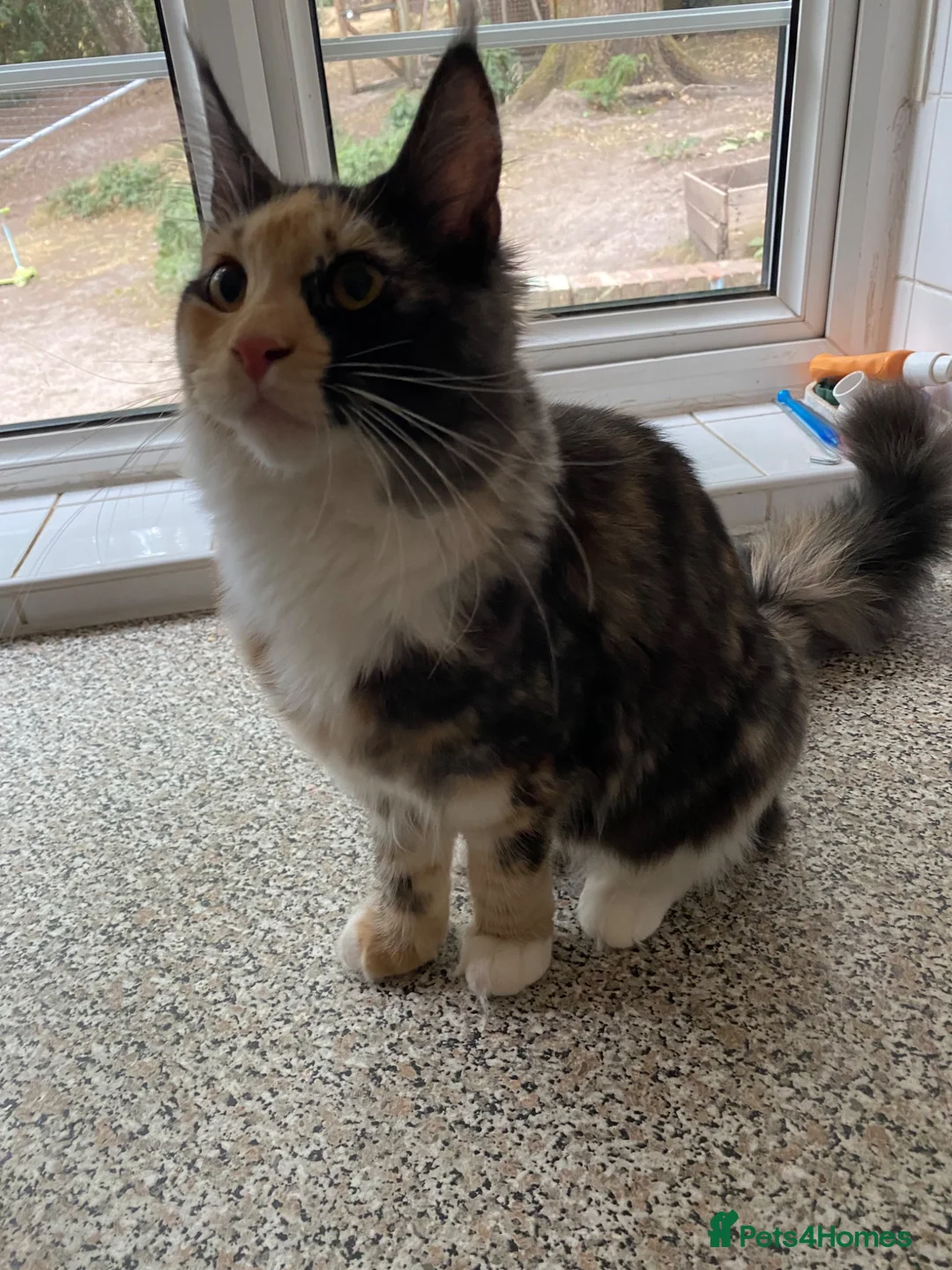 Maine Coon cats for sale: Maine Coon Kitten - Advert 2