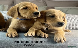 Goldador dogs for sale: PARENTS ARE HIP, ELBOW AND DNA CHECKED PERFECT  - Image 20