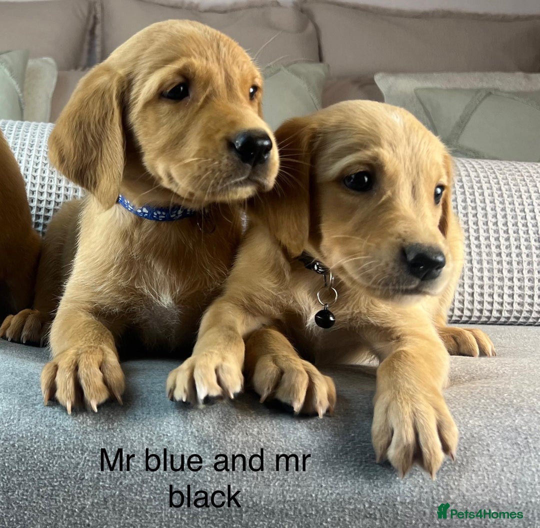 Goldador dogs for sale: PARENTS ARE HIP, ELBOW AND DNA CHECKED PERFECT  - Image 20