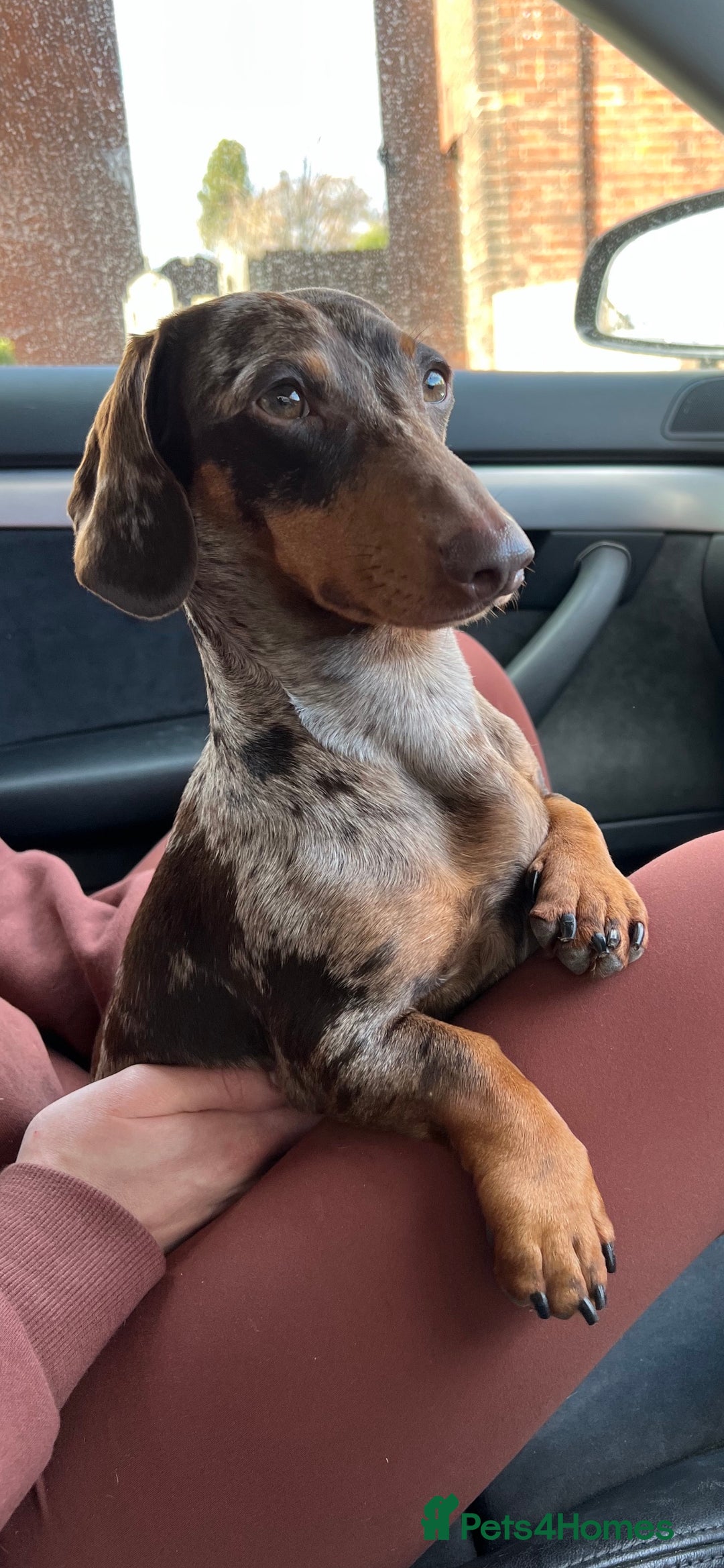 Dachshund dogs for stud: Miniature Dachshund Stud Kc registered & Pra clear in Stowmarket - Image 22