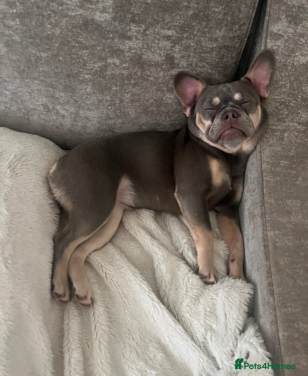 French Bulldog dogs for sale: Beautiful Frenchie Girl - Image 2