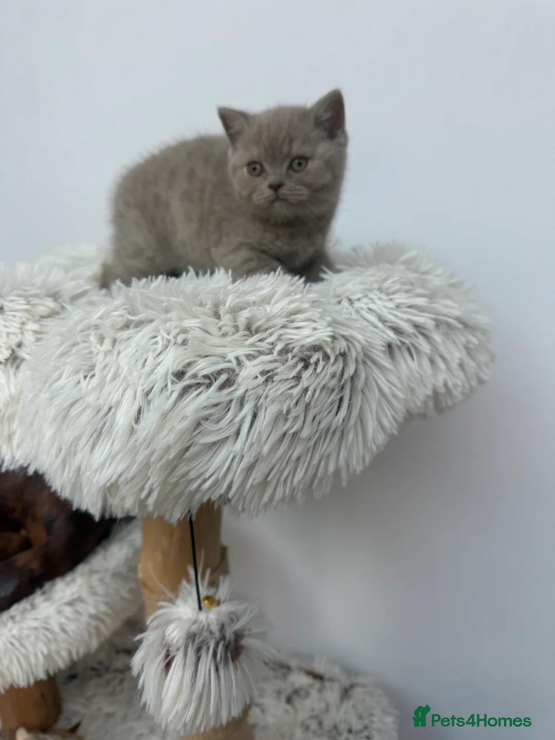 British Shorthair cats for sale: British shorthair kitten  - Advert 5