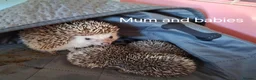 Pygmy Hedgehog rodents for sale: Baby African Pygmy Hedgehogs - Advert 2