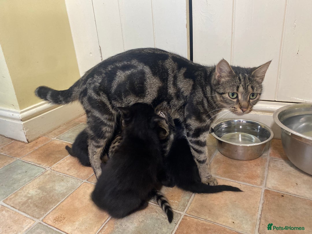 Mixed Breed cats for sale: Crazy Kitchen Kittens !  - Advert 7