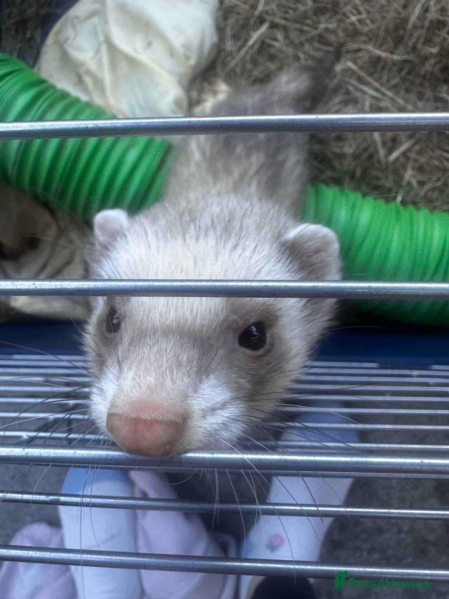 Ferret rodents for sale: 2 female ferrets  - Advert 2