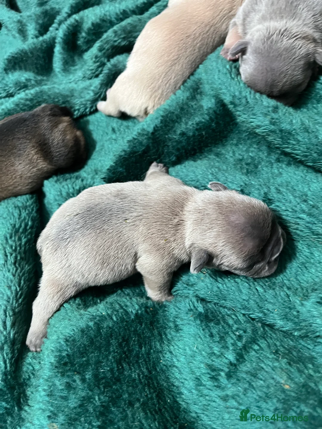 French Bulldog dogs for sale: Beautiful frenchie puppies - Advert 10