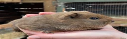Guinea Pig rodents for sale: Baby guinea pigs  - Advert 8