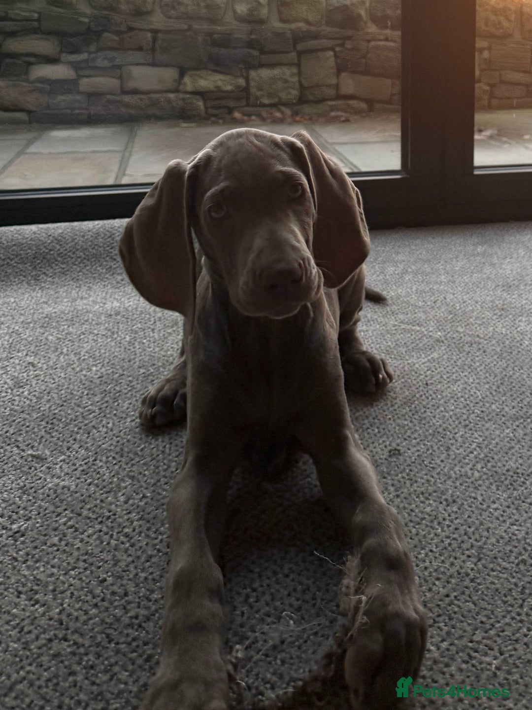 Weimaraner Puppies for sale Pets4Homes