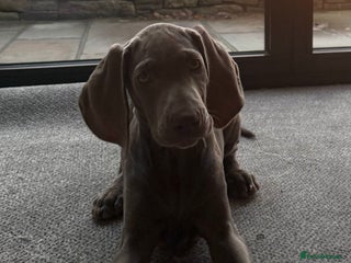 Weimaraner dogs - Advert 3