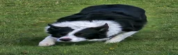 Border Collie dogs for sale: ISDS Border Collie Pups - Advert 3