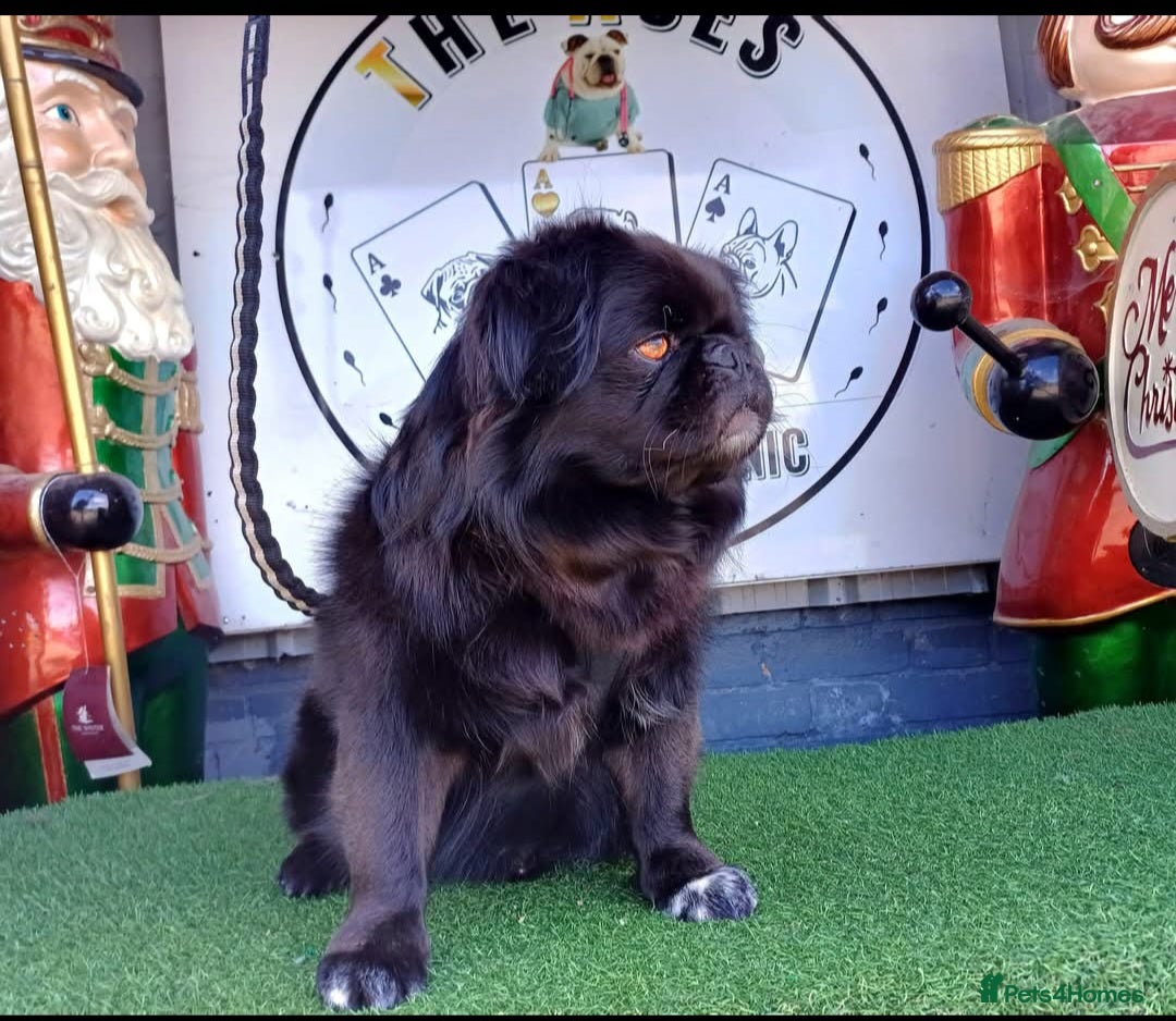 Pug dogs for stud: FLUFFY PUG STUD Blue Choc Black Tan carrier Husky - Advert 8