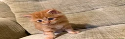 Mixed Breed cats for sale: Fluffy Kittens – Nibelung-Like Appearance  in Corby - Advert 2
