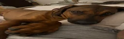 Rhodesian Ridgeback dogs for sale: KC Registered Ridgeback Male Seeking Forever Home  in Huntingdon - Advert 5