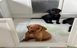 Labrador Retriever dogs for sale: Beautiful Labrador puppies for sale  - Image 18