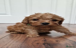 Cockapoo dogs for sale: Cockapoo - Image 4