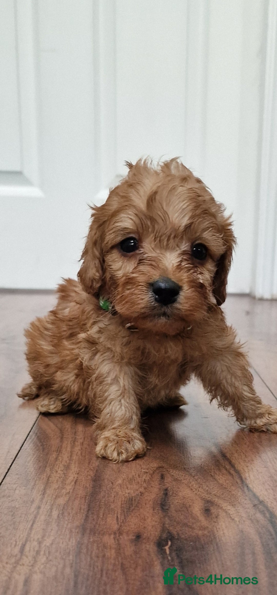 Cockapoo dogs for sale: Cockapoo - Image 4