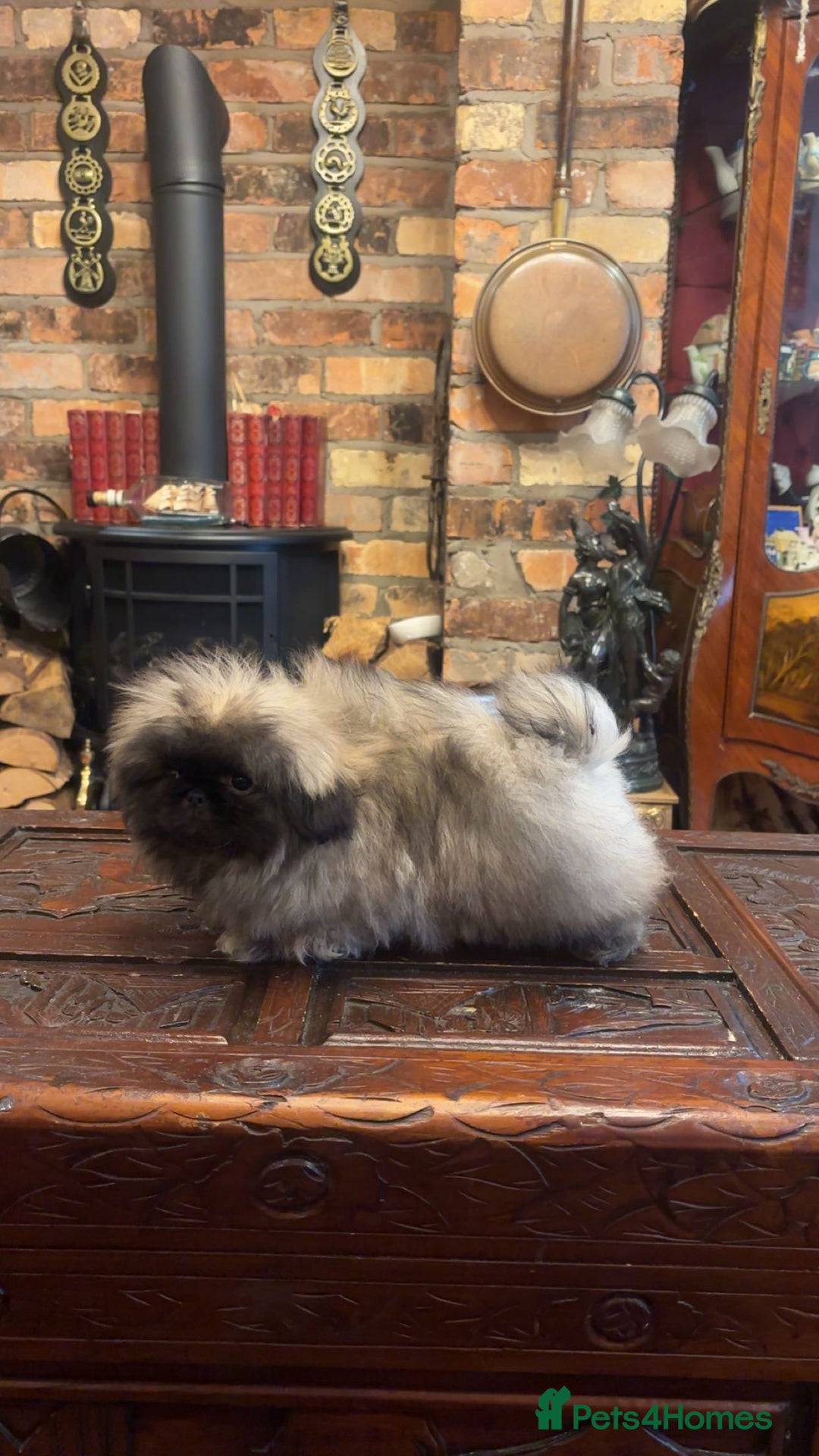 Pekingese dogs for sale: Stunning Pekingese puppies  - Advert 2