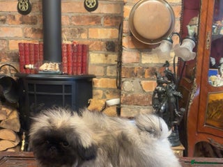 Pekingese dogs Stunning Pekingese puppies - Advert 7