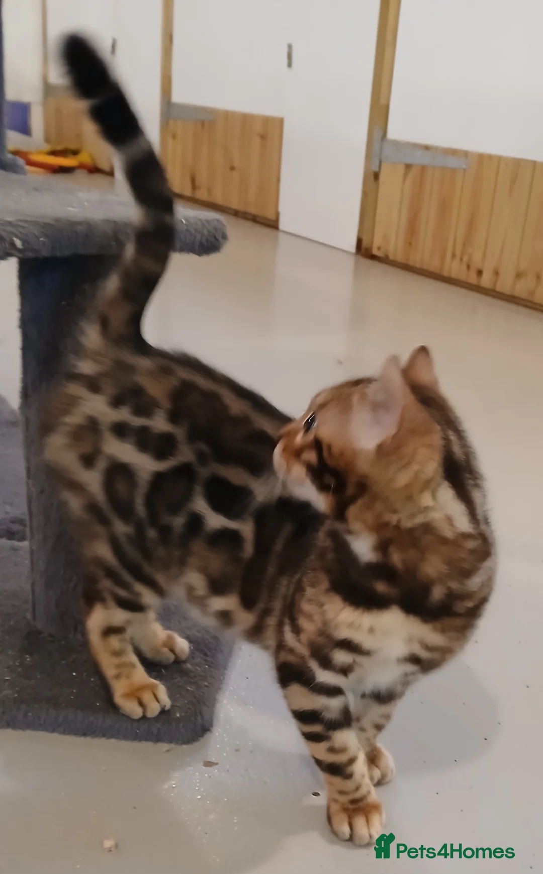 Bengal cats for sale: Beautiful Bengal Boy - Advert 4