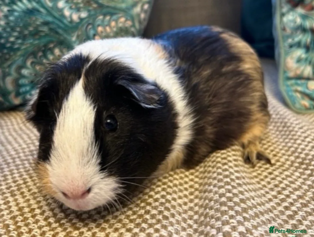 Guinea Pig rodents for sale: 5 Guinea pigs 🐹🐹🐹🐹🐹 (near Totnes) - Advert 2