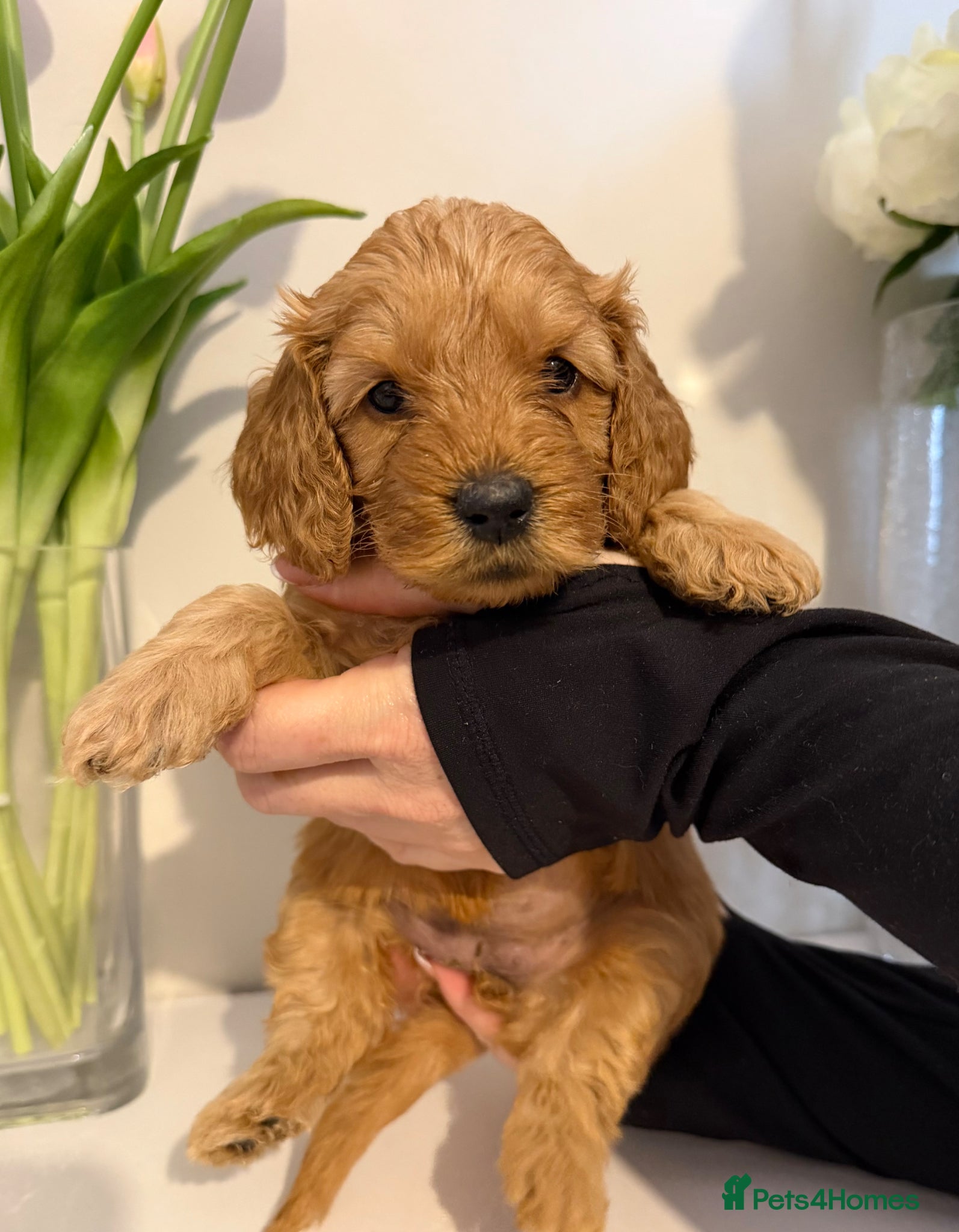 Cavapoo dogs DNA Tested parents - F2 cavapoo puppies  - Advert 2