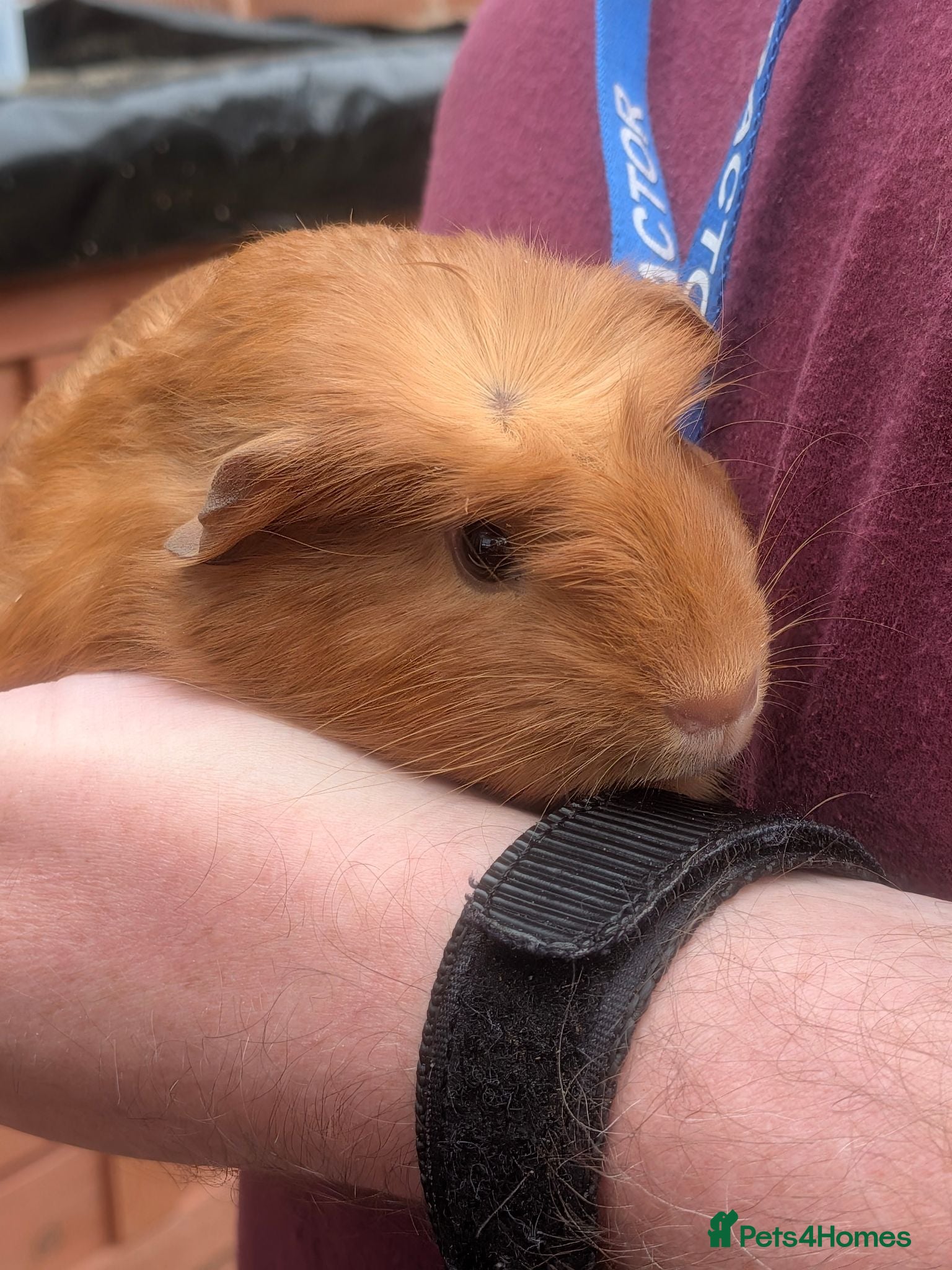 Guinea Pig rodents Little Full ginger girl & bonded boys ready NOW - Advert 2