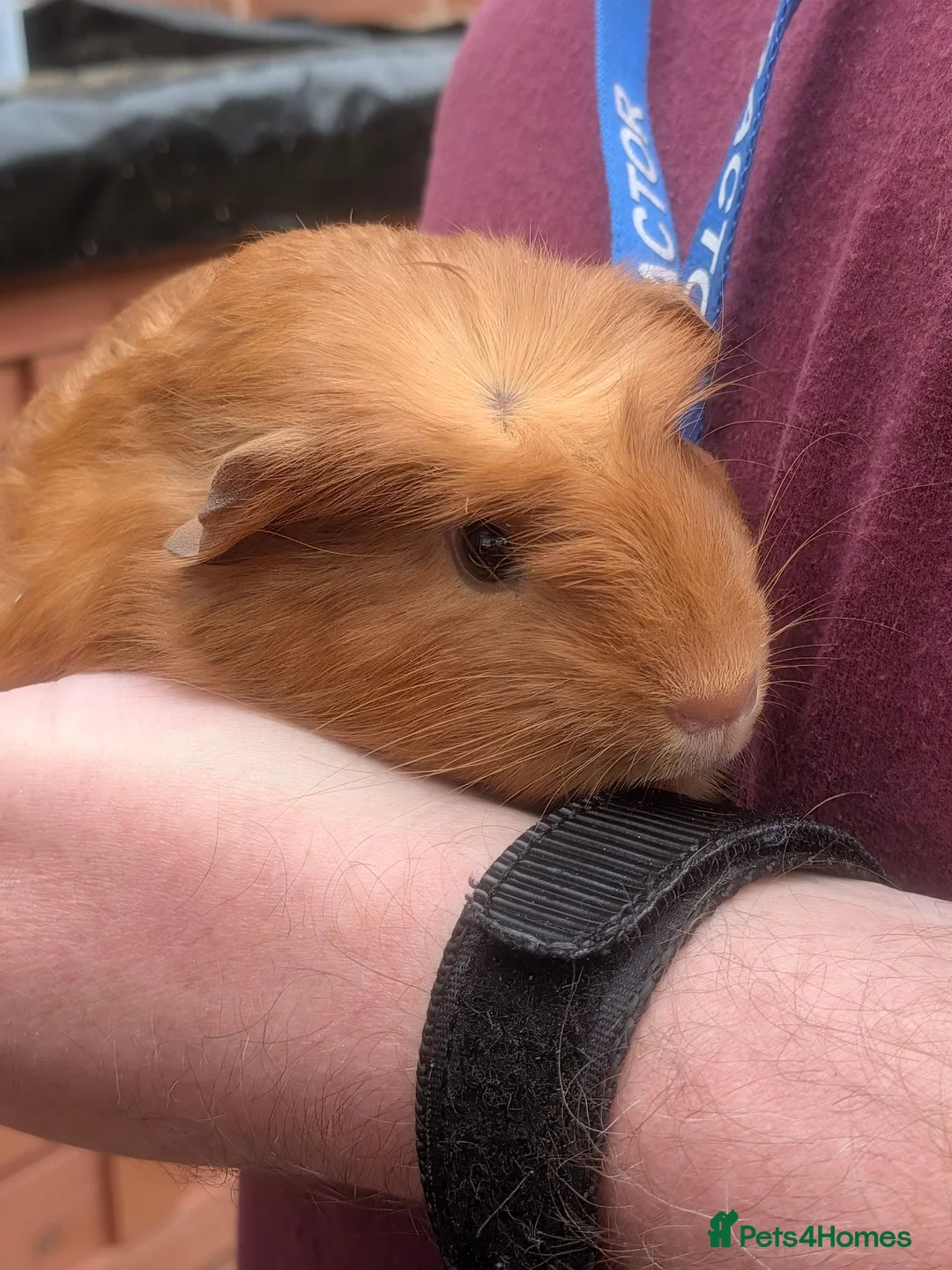 Guinea Pig rodents for sale: Little Full ginger girl & bonded boys ready NOW - Advert 1