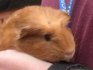 Guinea Pig rodents Little Full ginger girl & bonded boys ready NOW - Advert 2