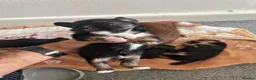 Chorkie dogs for sale: Four little beautiful dog in mother - Advert 4