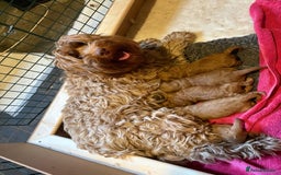 Australian Labradoodle dogs for sale: Australian Labradoodle Puppy - Image 10