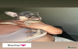 French Bulldog dogs for sale: 1 Gorgeous Lilac & Cherry Tan Girl Frenchie LEFT - Image 6