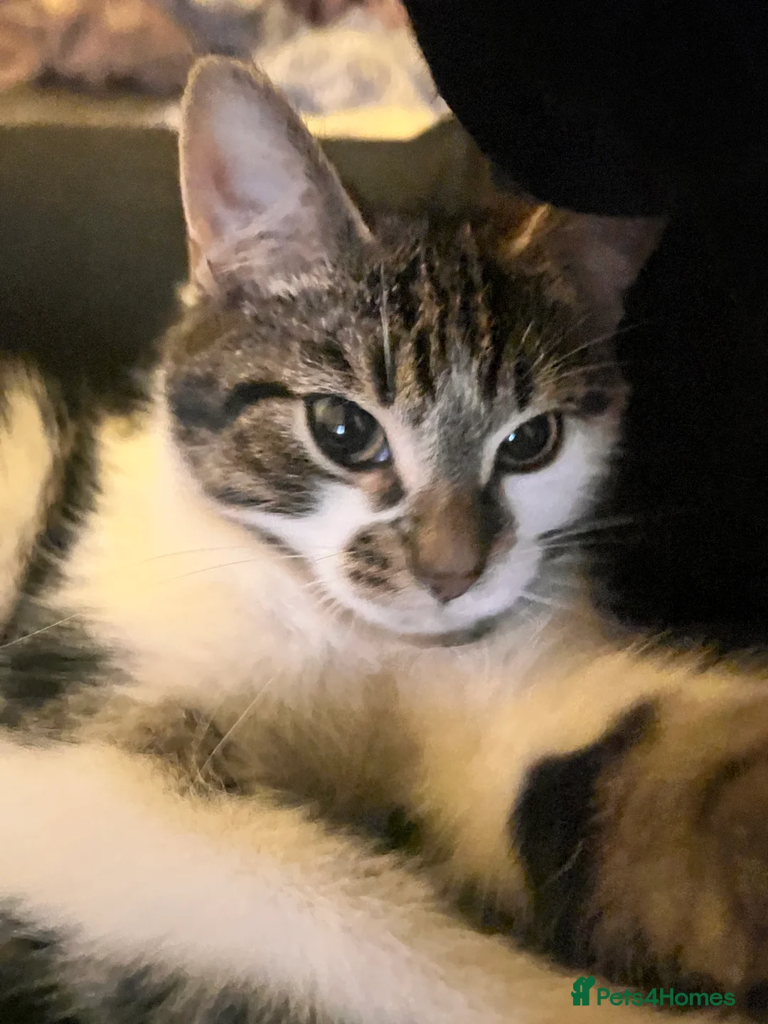 Domestic Shorthair cats for sale: Milo the cat  - Advert 1