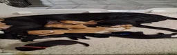 Labrador Retriever dogs for sale: Beautiful kc registered Labrador available now  - Advert 2