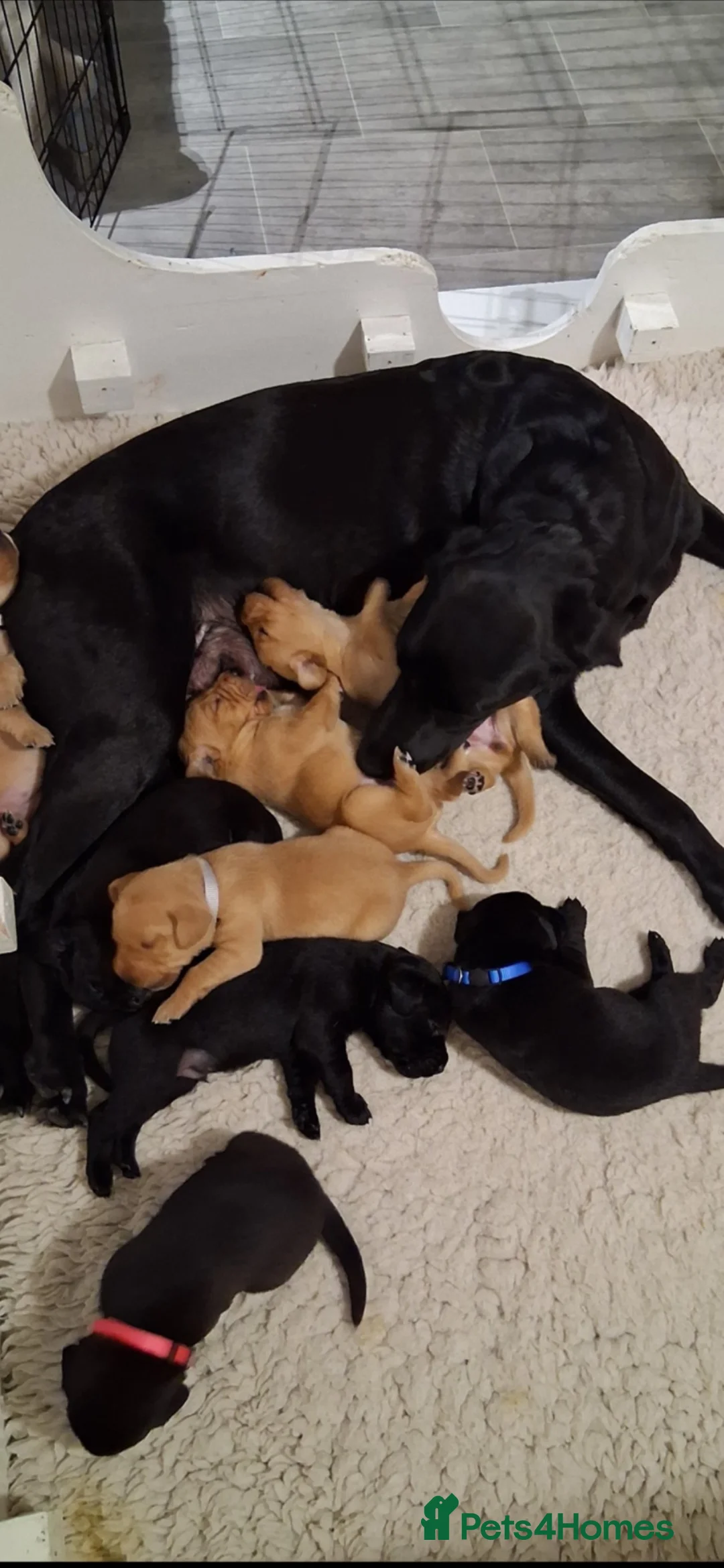 Labrador Retriever dogs for sale: Beautiful kc registered Labrador available now  - Advert 2